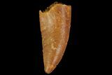 Serrated, Raptor Tooth - Real Dinosaur Tooth #176218-1